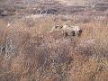 Alaska 2008 035